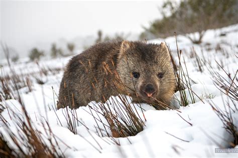 Wombat eating in the snow - Tasmania 360