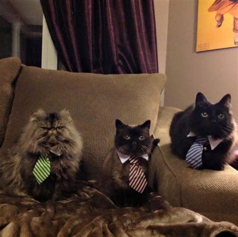 10 cats in business attire that remind us cats are still the boss