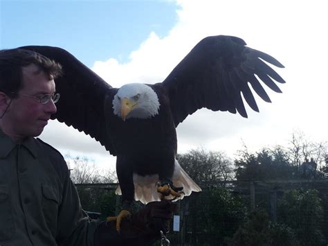 Bald Eagle Wingspan | Flickr - Photo Sharing!