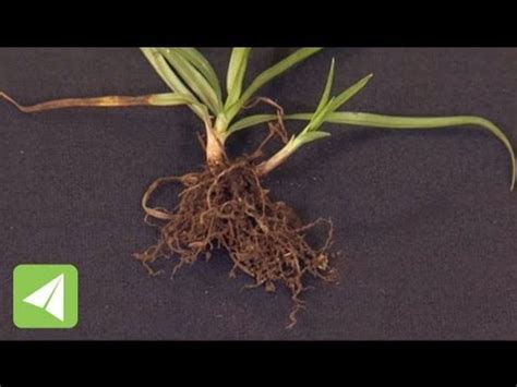 Fibrous roots and tap roots | Plant Physiology | Biology - YouTube