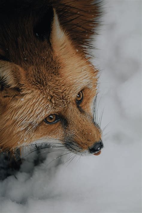 Fox In The Snow Pictures, Photos, and Images for Facebook, Tumblr, Pinterest, and Twitter