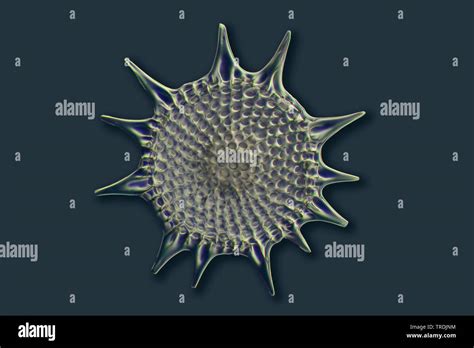 Radiolaria fossil hi-res stock photography and images - Alamy