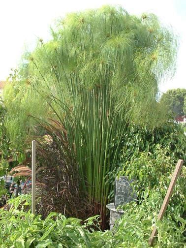 Papyrus - Scrolls and Gardens - The Pond Blog | Courtyard gardens design, Backyard garden design ...