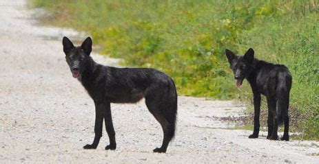 Black Coyotes in Florida - Pangaea Biosciences