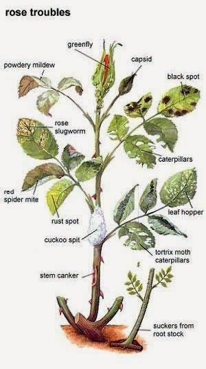 Pruning Climbing Roses Diagram