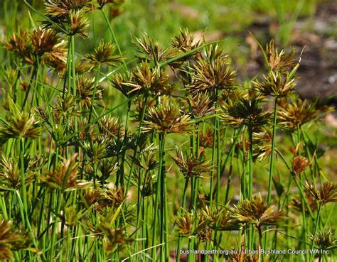 Bunchy Sedge - Urban Bushland Council WA