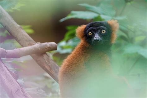 Red ruffed lemur 10469134 Stock Photo at Vecteezy