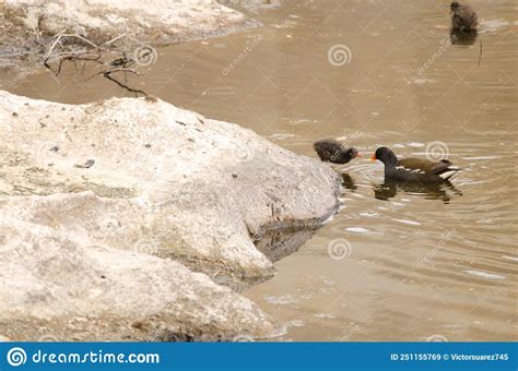 Eurasian Common Moorhen Feeding One of Its Chicks. Stock Image - Image ...