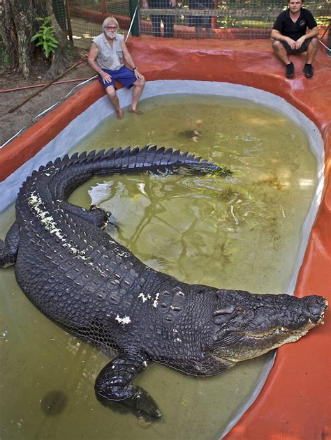 North Qld crocodile tears up record books - ABC News