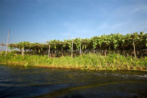 Floating Gardens on Inle Lake, Myanmar Stock Photo - Image of lake ...