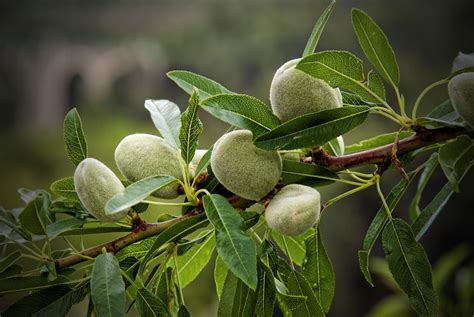 Almond | Diseases and Pests, Description, Uses, Propagation