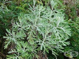 Natural Home Remedies - Old Folk Cures And Recipes: The Power Of Sweet Wormwood (Artеmisia annua ...