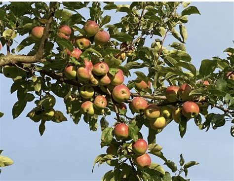 Apple Picking at Douglas Orchard & Farm [09/01/24]