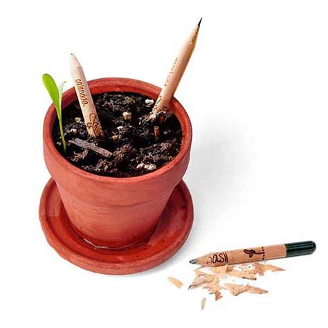 Sprout Growing Pencils with Plant Seeds | Gadgetsin