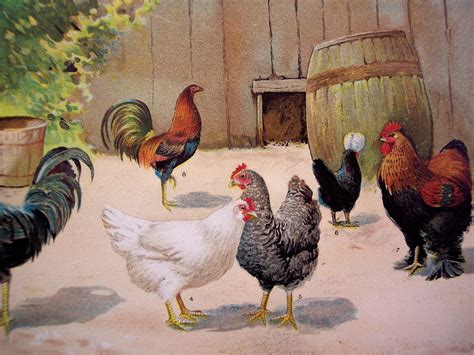 Vintage Farm Animal Prints | 1911 Chickens print, Antique framable vintage farm art illustration ...