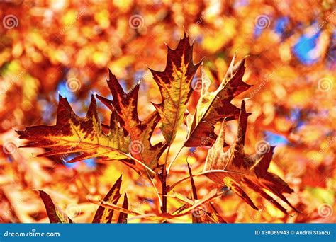 Fall leaves stock image. Image of scenic, rustic, vibrant - 130069943