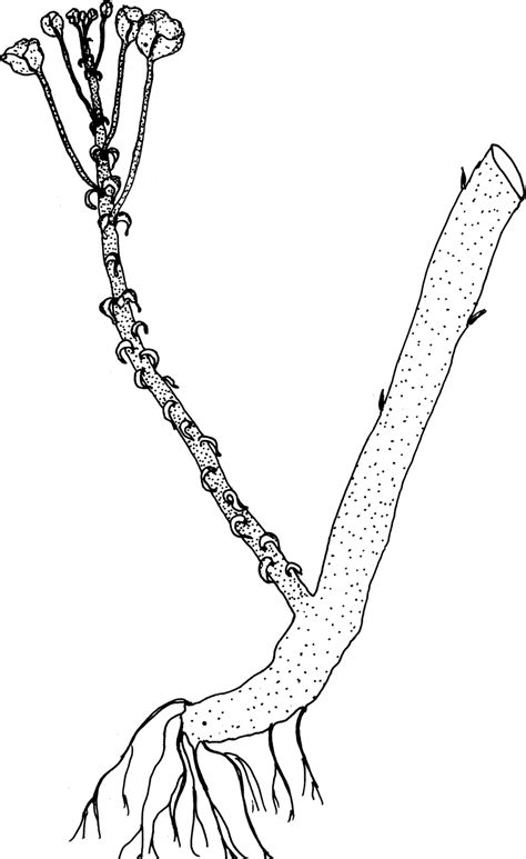 Racemose inflorescence arising from the lowermost node of the stem. | Download Scientific Diagram