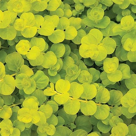 Creeping Jenny (Lysimachia) Perennial - Davenport Garden Centre