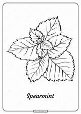 Free Printable Mint Outline Pdf Coloring Page sketch template