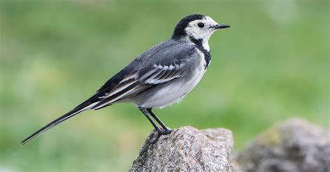 Black and White Birds in the UK (Identification Guide) | Birdfact