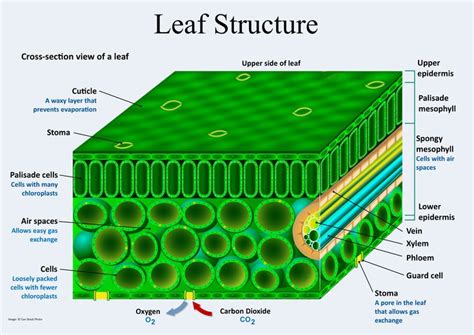 Plant Structure and Function in 2020 | Leaf structure, Structure ...