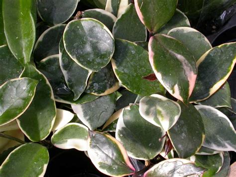 Top 10 Houseplants