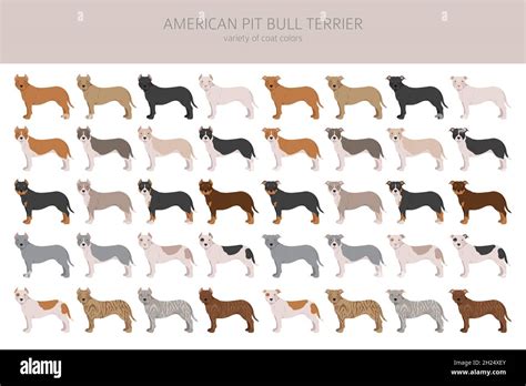 Brindle white pit bull Stock Vector Images - Alamy