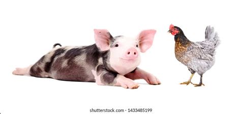 40,362 Pig With A Chicken Images, Stock Photos & Vectors | Shutterstock