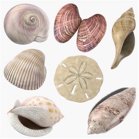 3d common seashells shells model