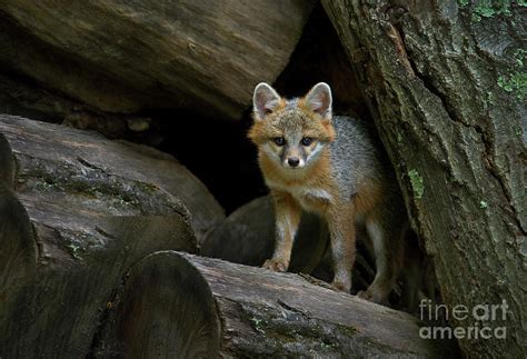 Gray Fox Den Photograph by Gary W Griffen - Pixels