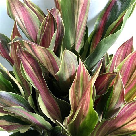 Cordyline Sherbert | Plant & Curio