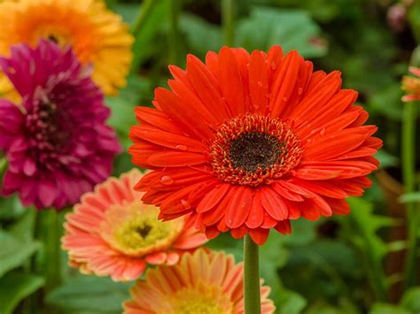 Gerbera Daisy Planting Guide: Growing Gerbera Daisy Flowers | Gardening ...