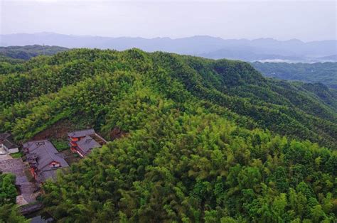 Yibin Bamboo Sea-The Largest Bamboo Forest in the world | Sightseeing Places in Chengdu