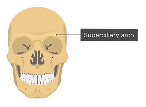 Maxilla Bone Markings Anatomy