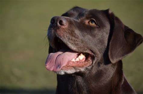 Free Images : puppy, animal, love, portrait, smile, playful, face, nose, snout, happiness, head ...