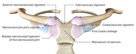 Shoulder Joint: Anatomy | Concise Medical Knowledge