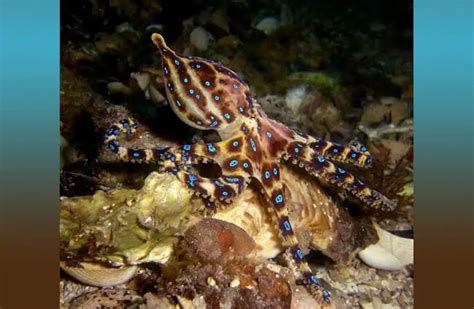 Blue Ringed Octopus - Description, Habitat, Image, Diet, Interesting Facts