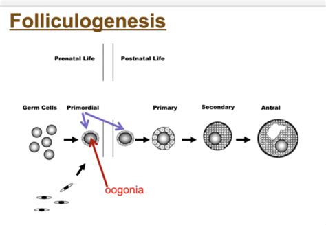 Lecture 12- Folliculogenesis Flashcards | Quizlet