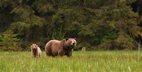 Grizzly Bear Habitat = Vital Ground | Grizzly bear habitat, Bear, Grizzly