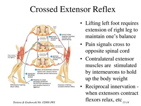 PPT - Chapter 13 The Spinal Cord & Spinal Nerves PowerPoint Presentation - ID:1184450