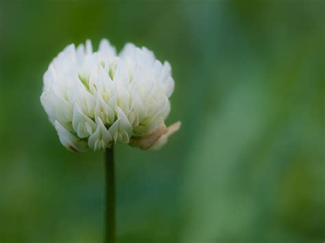 White clover - World Crops Database