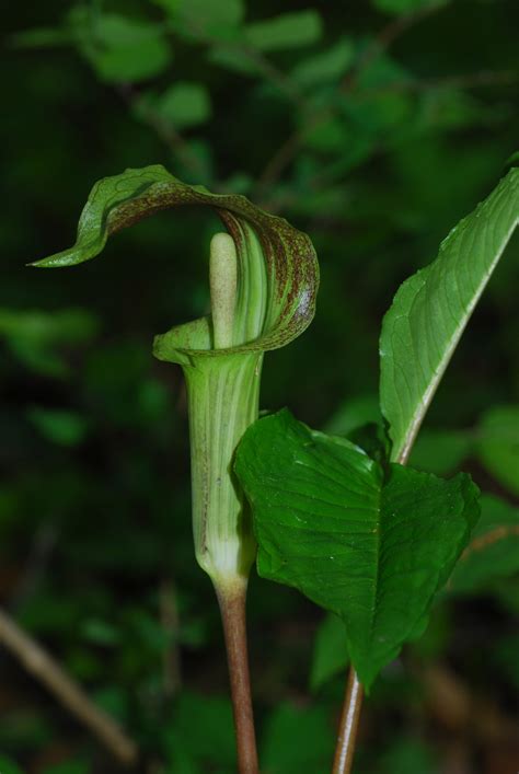 Explore Missouri: Jack-In-The-Pulpit