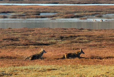 Coyote - Canis latrans - NatureWorks