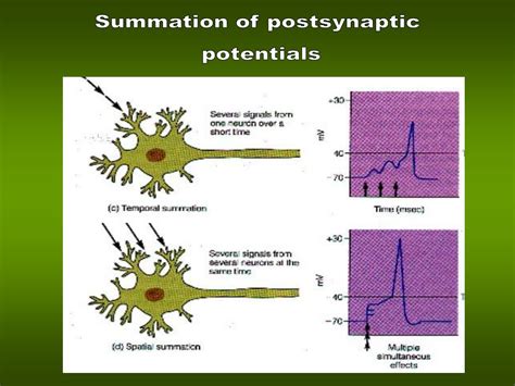 PPT - Biological membranes and bioelectric phenomena PowerPoint ...