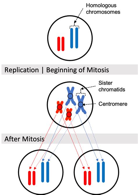 The Cell Cycle – Introductory Biology: Evolutionary and Ecological ...