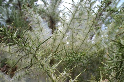 Gorse - planting, pruning, care, best uses for hedging and biodiversity