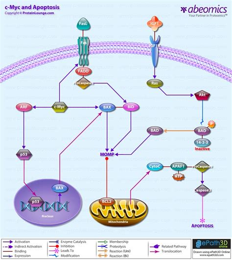 c-Myc and Apoptosis