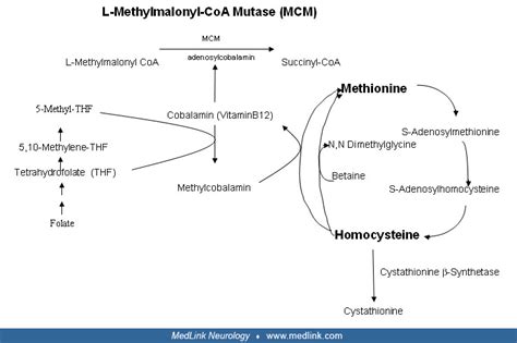 Methylmalonic acidemia | MedLink Neurology