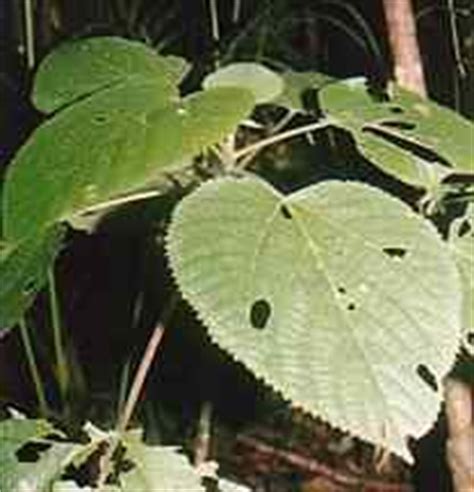 ! Rainforest Stinging Tree ! Tropical Rainforest, Far North Queensland ...