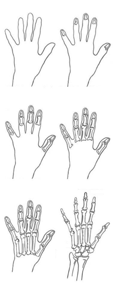 Step by step drawing skeleton hand | Hand doodles, Skeleton hands ...